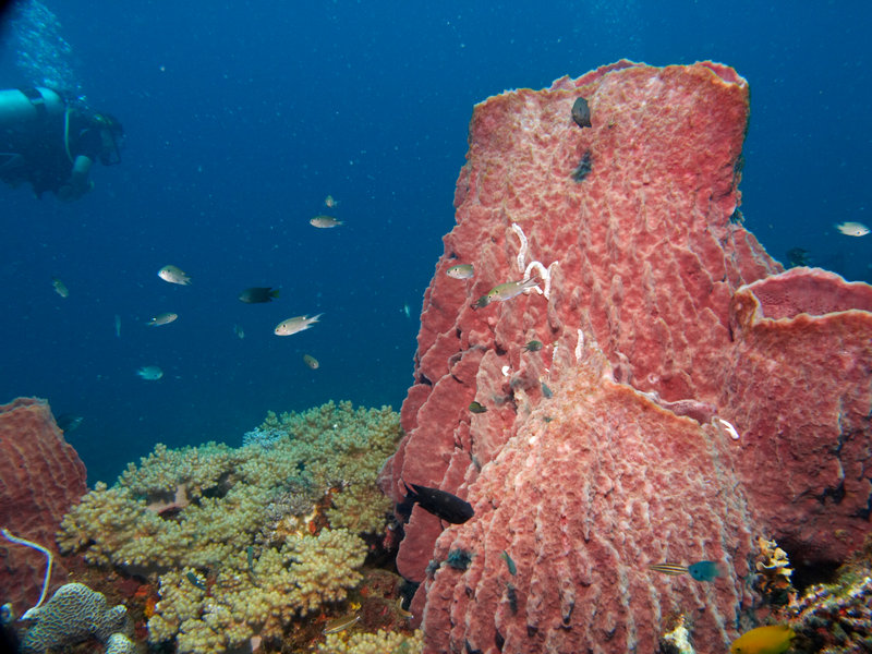 Underwater Scene, Hard Coral